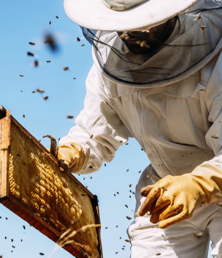 pszczelarz przy pasiece